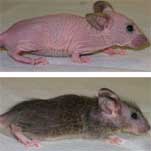 Raton
